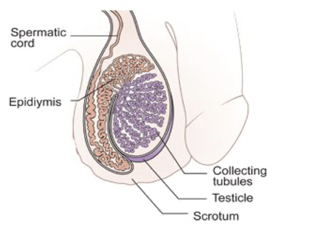 Testicular Cancer