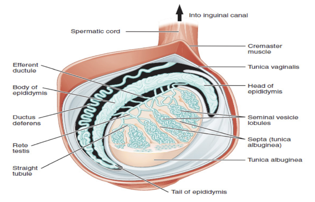 Testicular Cancer