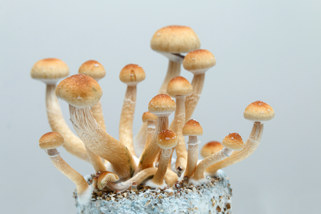 Psilocybin