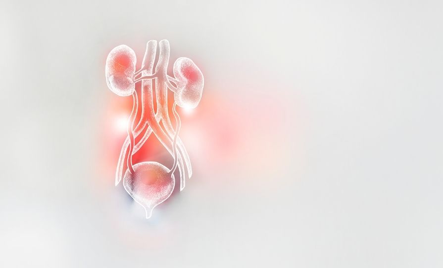 urinary tract