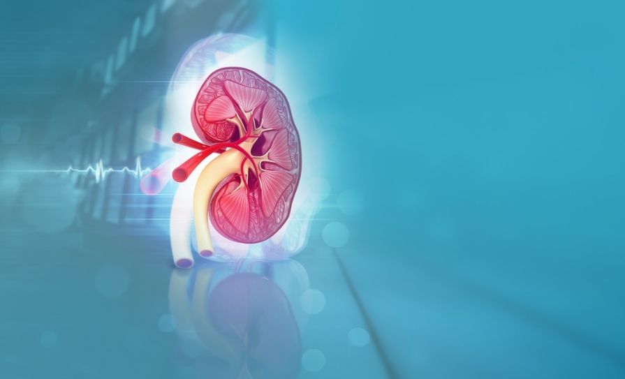 Kidney